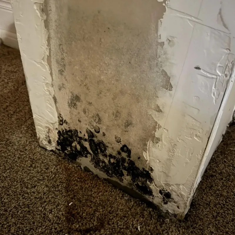Professional Mold Removal in Puyallup, WA